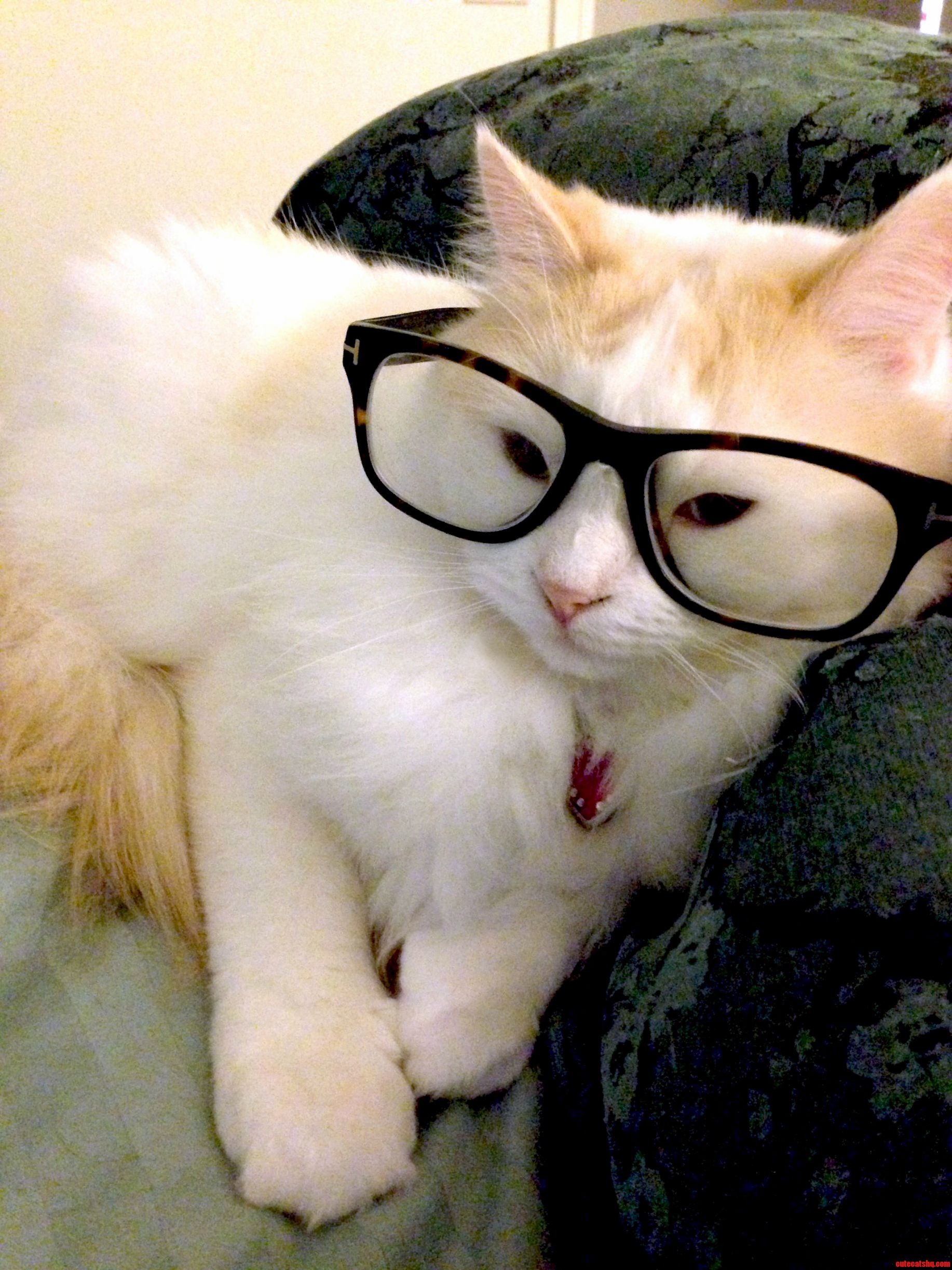 My Cat Doesnt Quite Enjoy When I Get Bored