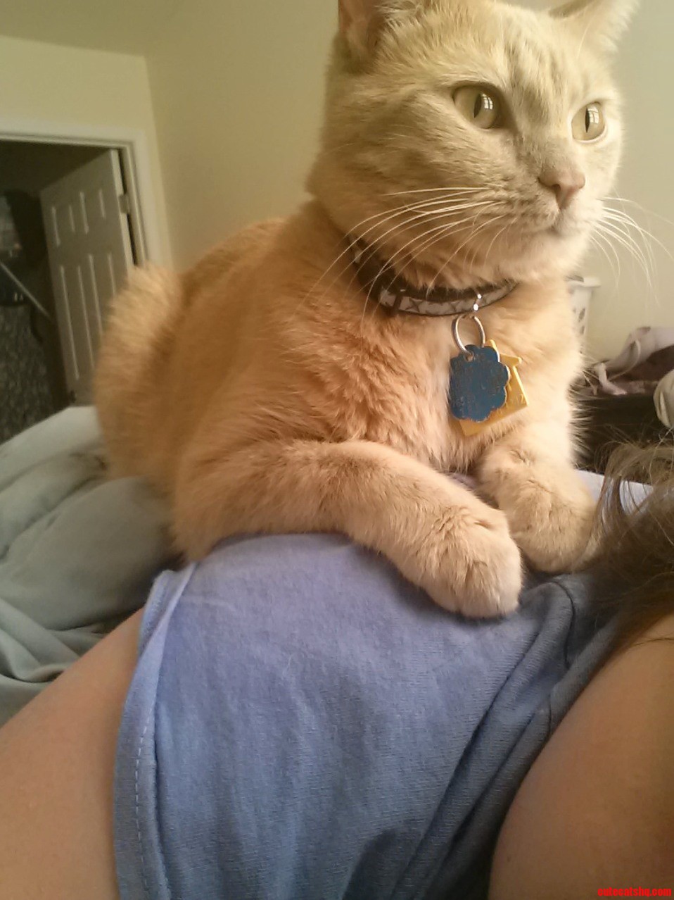 My Cat Gives the Best Massages