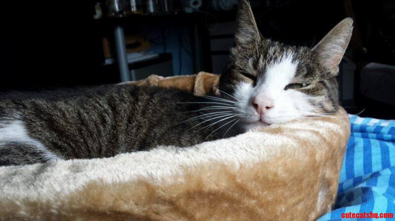 My Cat Got a New Basket for His 12th Birthday and I Think Its Safe to Say He Looks Content