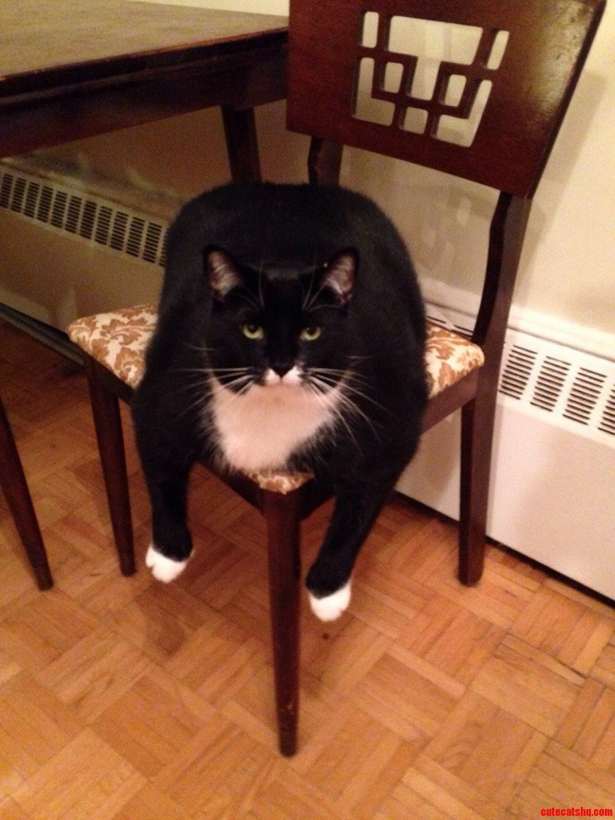 My Cat Has Certainly Given Up.
