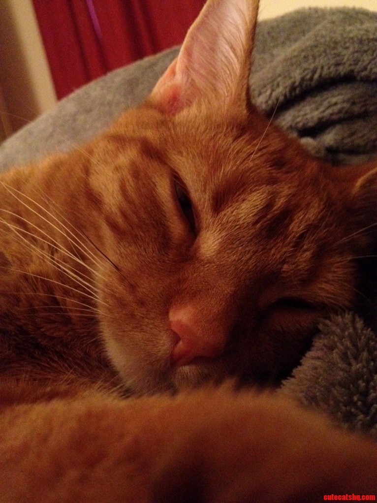 My Cat Has One Black Whisker