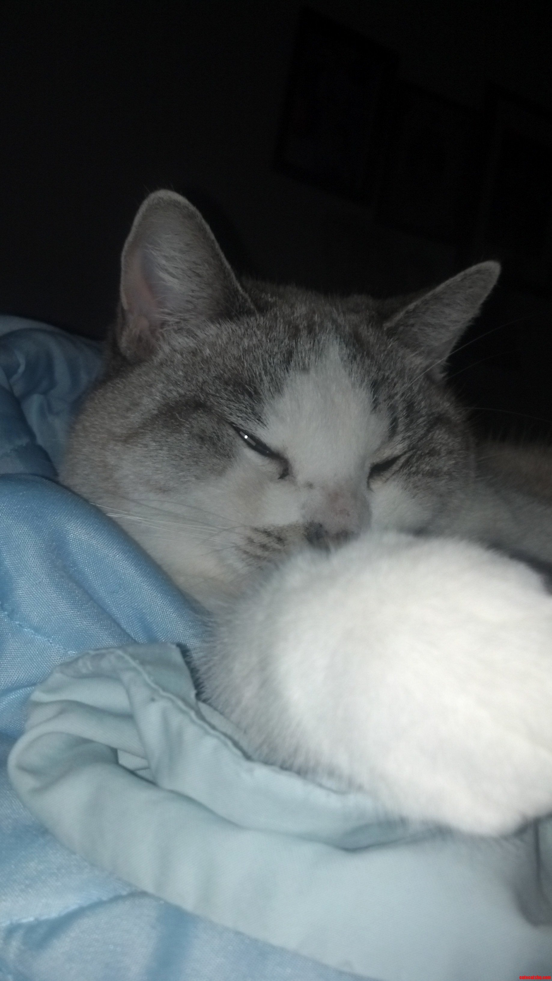 My Cat Hates Me.
