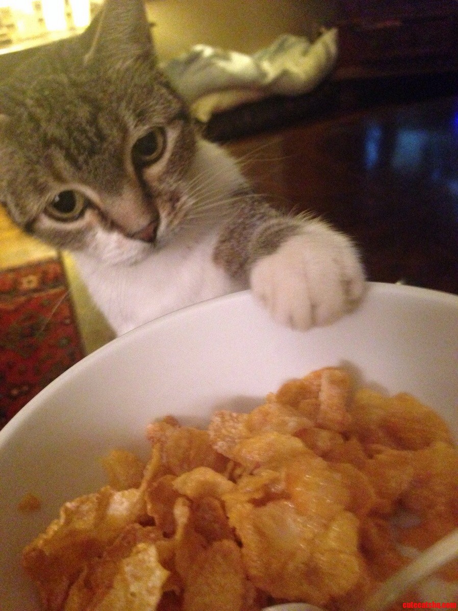 My Cat High Fives for Treats. This Morning He Wanted Some of My Cereal.