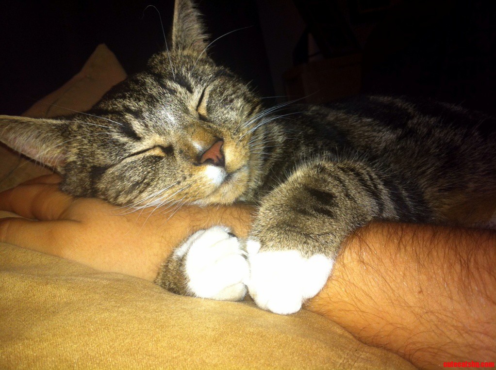 My Cat Is Also Over Friendly and Also Called Rocky.