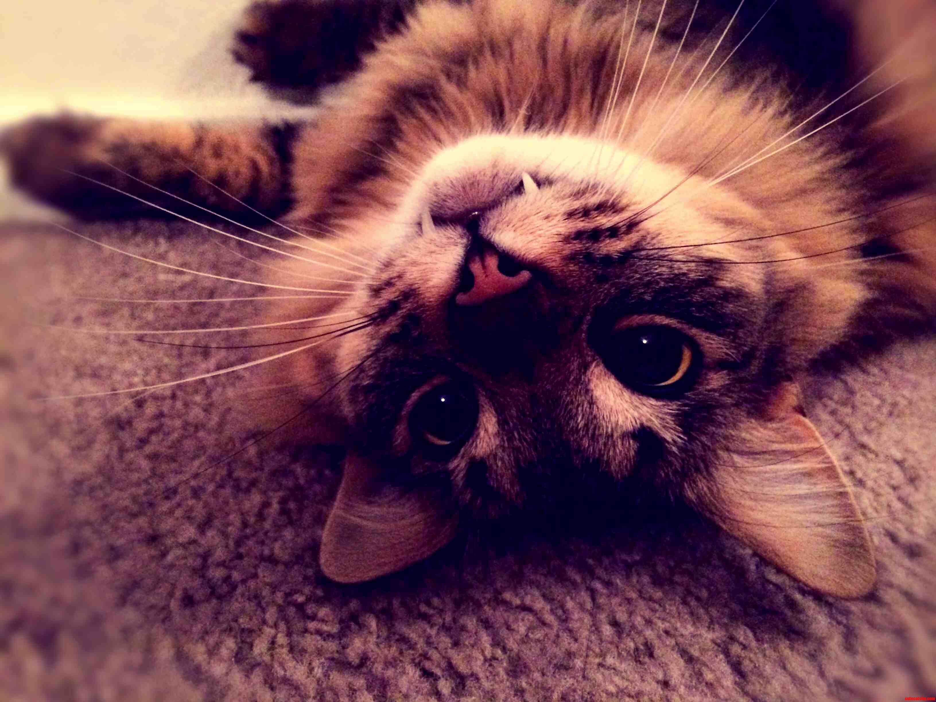 My Cat Is an Absolute Ham.