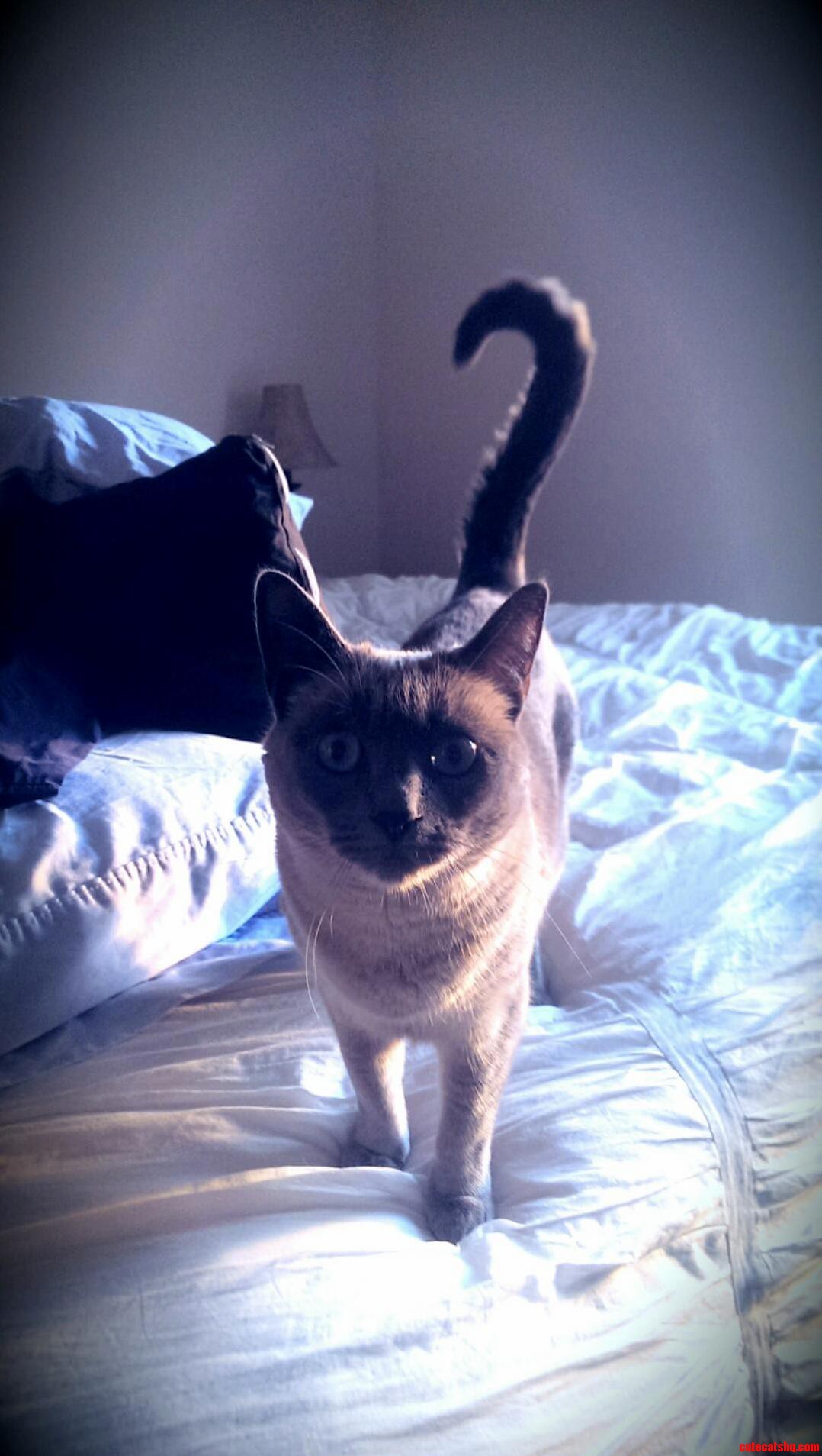 My Cat Is Asking Me a Question