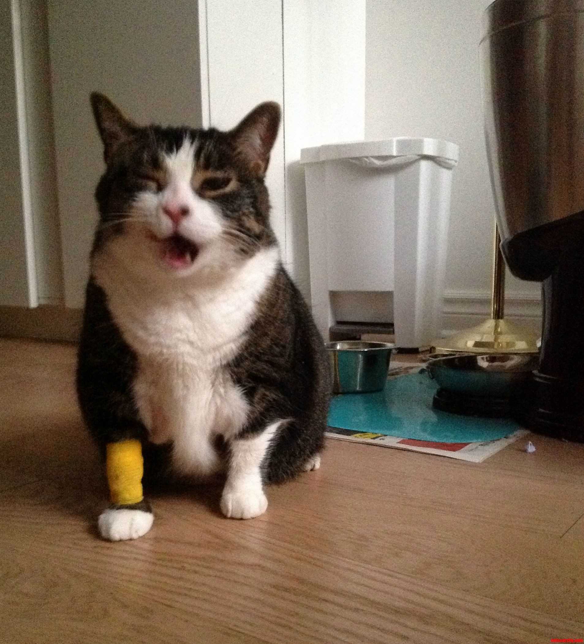 My Cat Is Groggy After Getting Her Bad Tooth Pulled Out by Vet