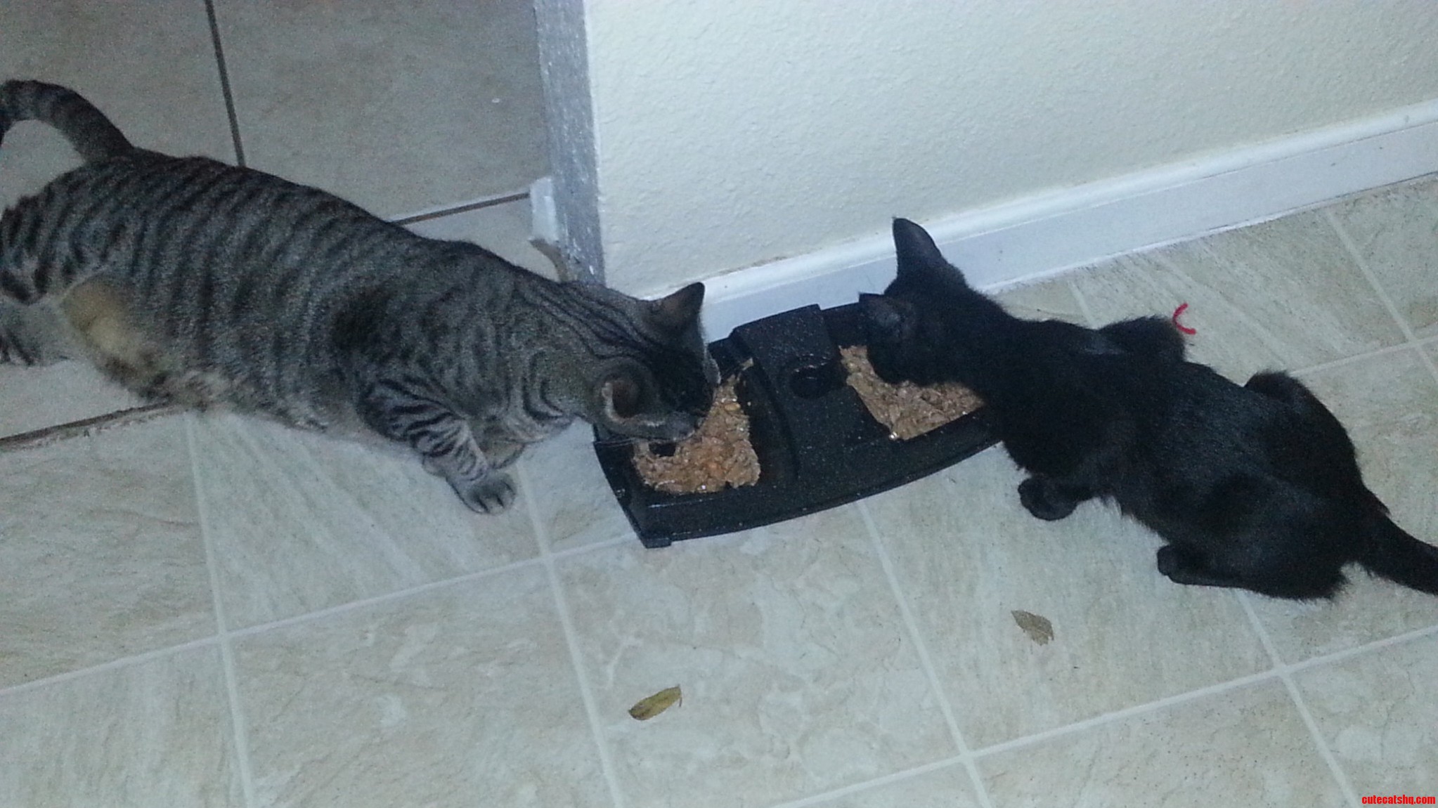 My Cat Is So Freaking Lazy He Wont Even Stand Up to Eat.