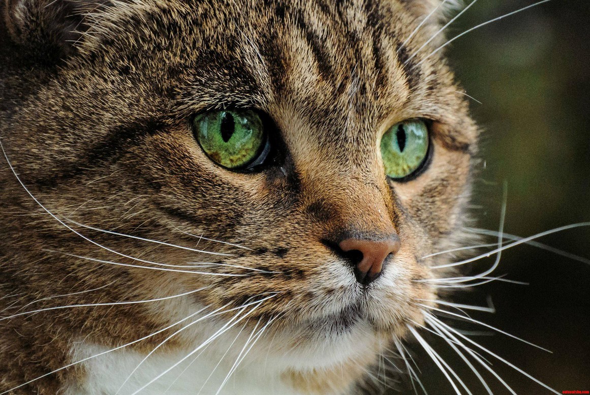 My Cat Is So Mean but So Pretty
