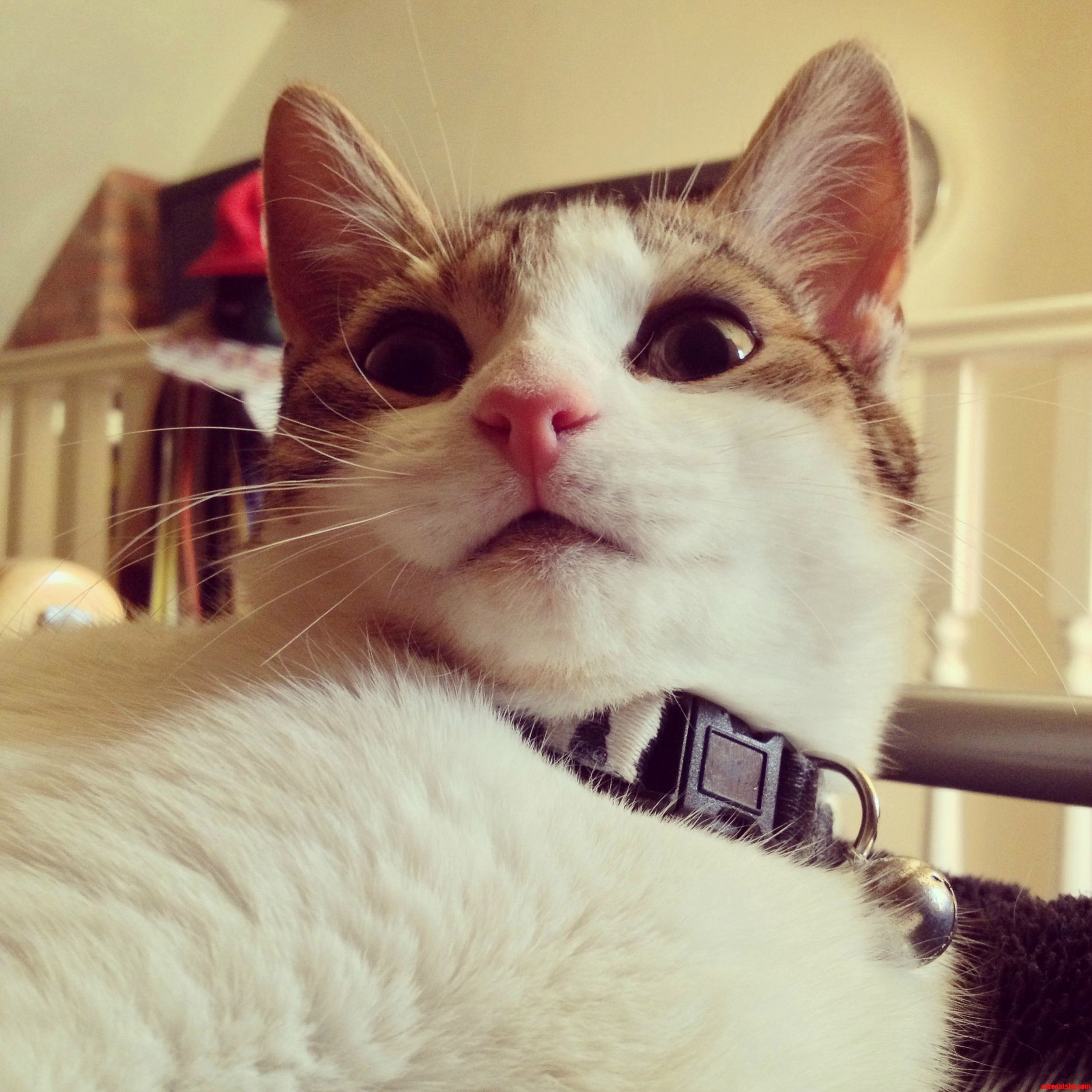 My Cat Isnt Always Cute X-post Rfunny