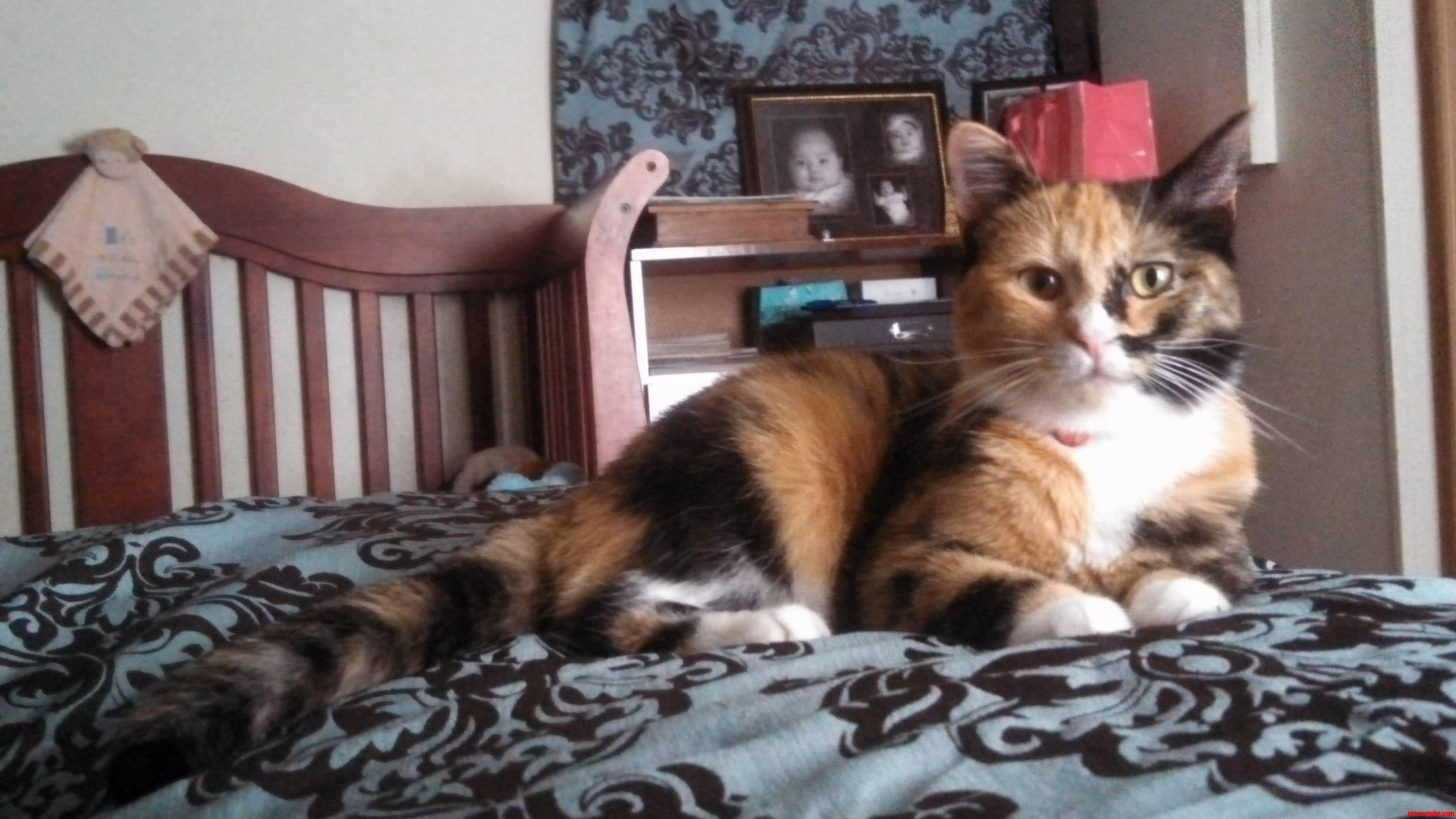 My Cat Jolene