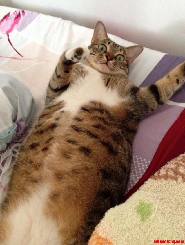 My Cat Just Ate My Other Cat.