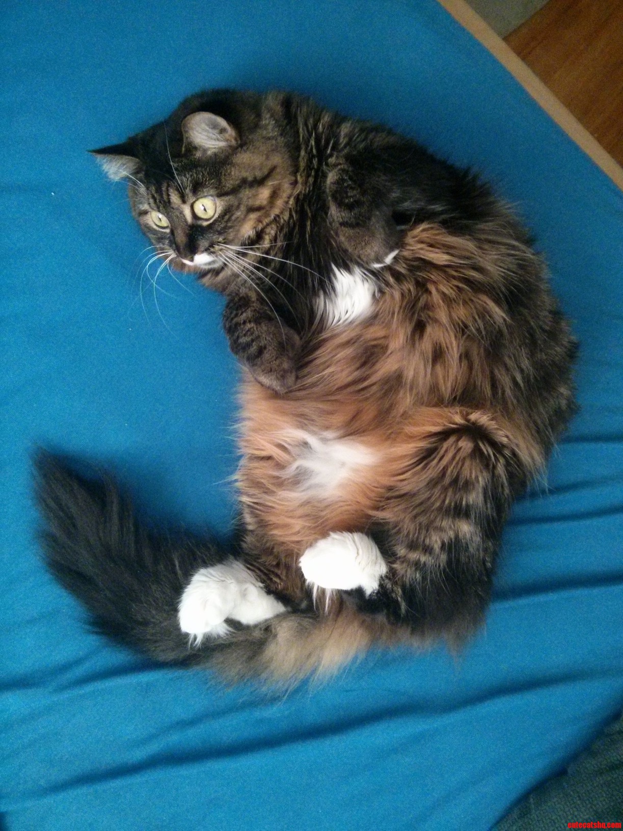 My Cat Knows Exactly What to Do on a Day Off Loaf.