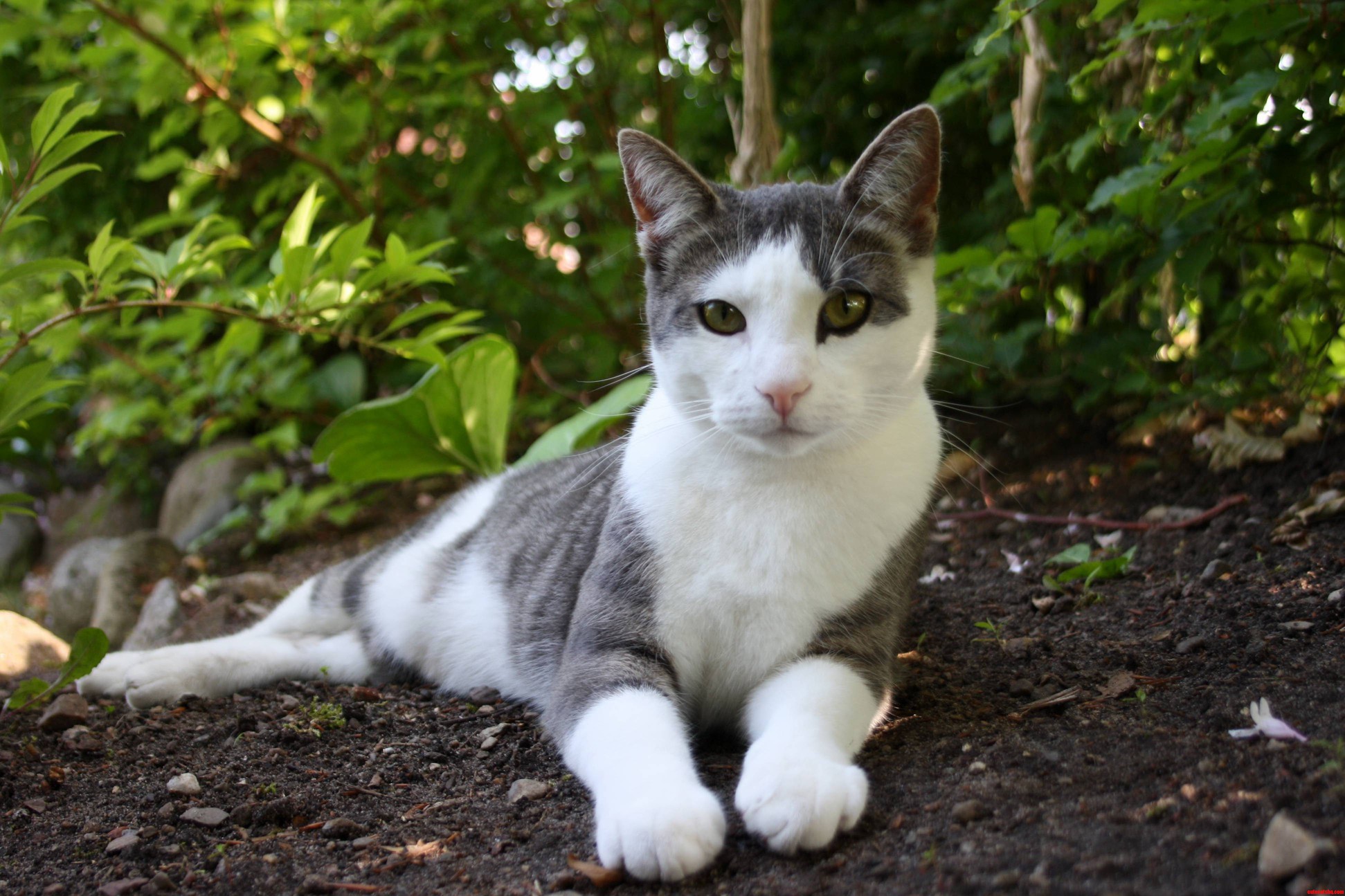 My Cat Likes Posing.