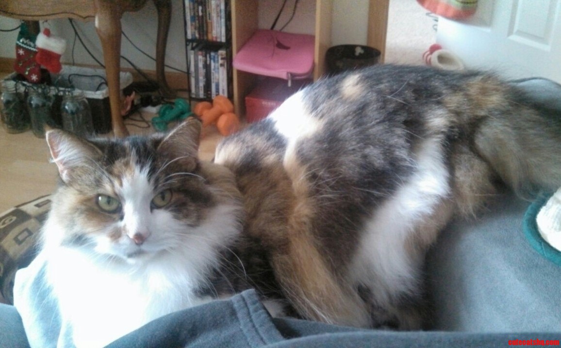 My Cat Likes to Be Cute and Sit with Her Butt Up on the Arm Rest.