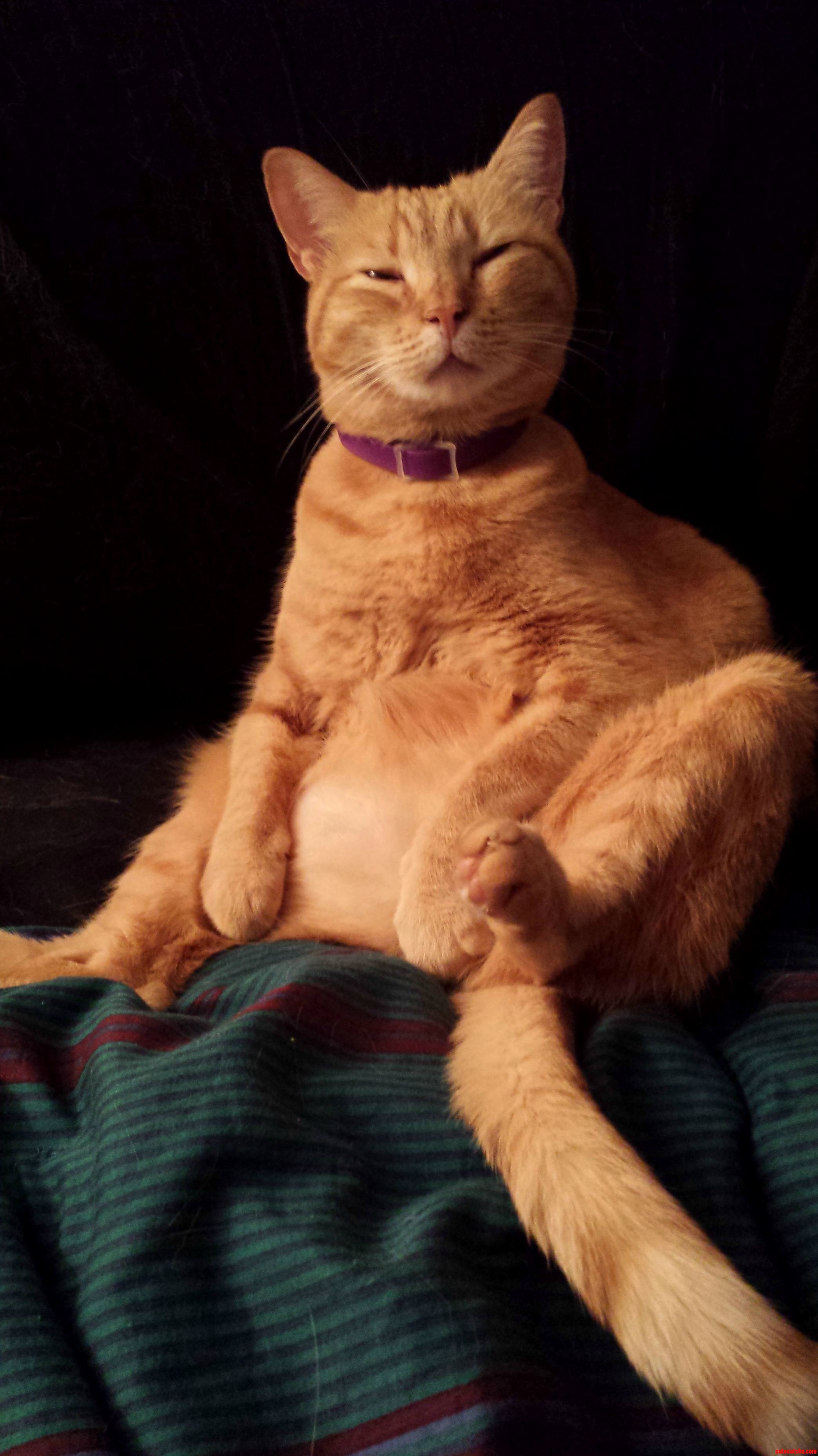 My Cat Looks Stoned
