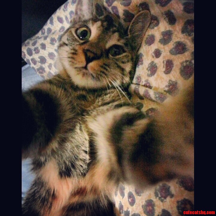 My Cat Loves Taking Selfies.