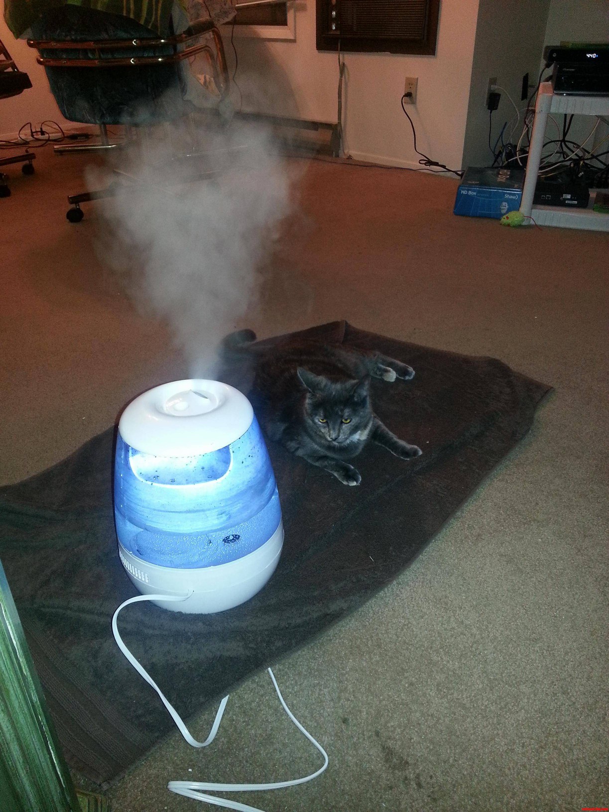 My Cat Loves the New Humidifier