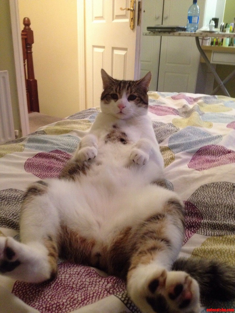 My Cat Loves to Sit Like This.
