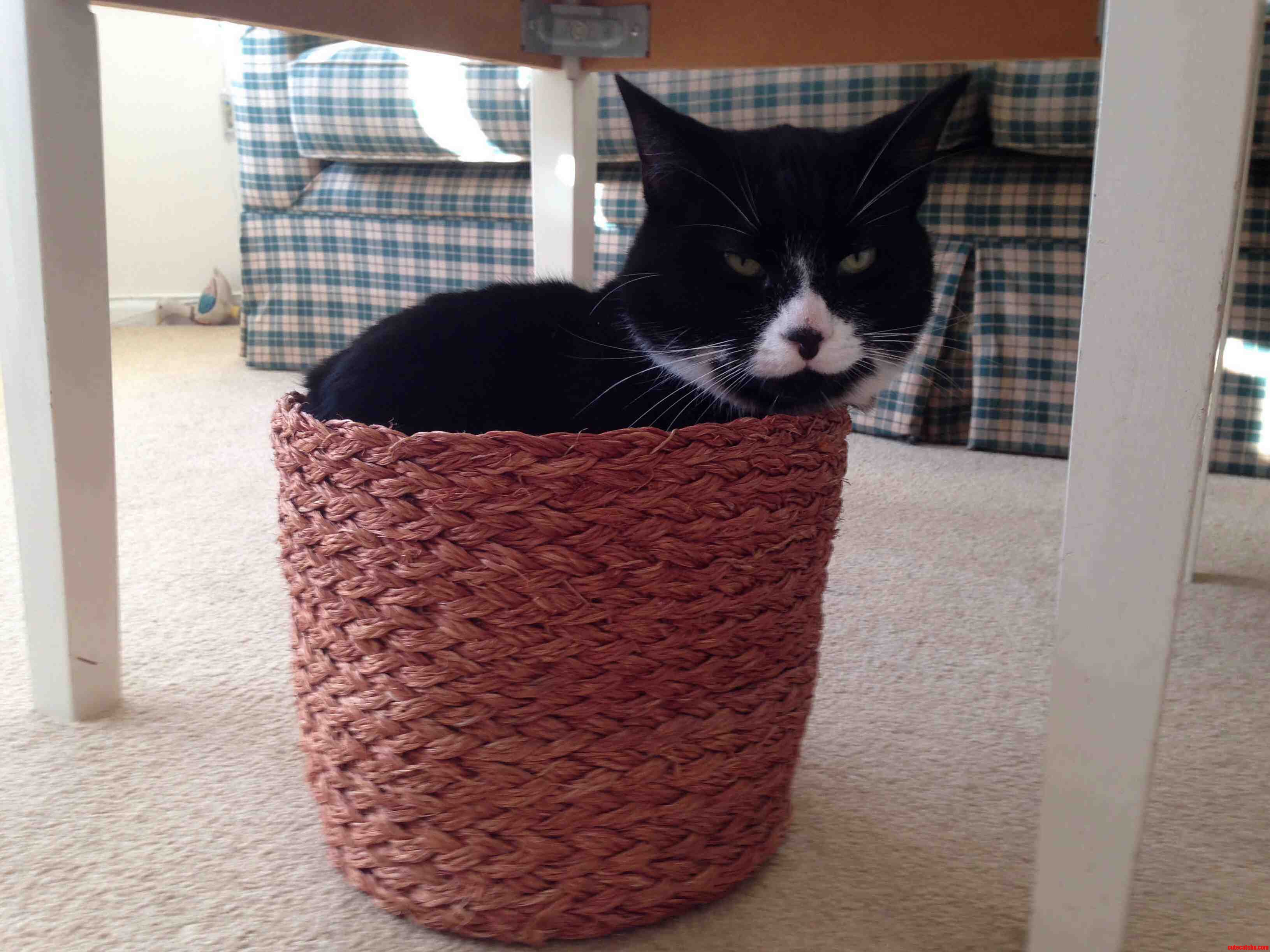 My Cat Obviously Thinks Hes Trash.