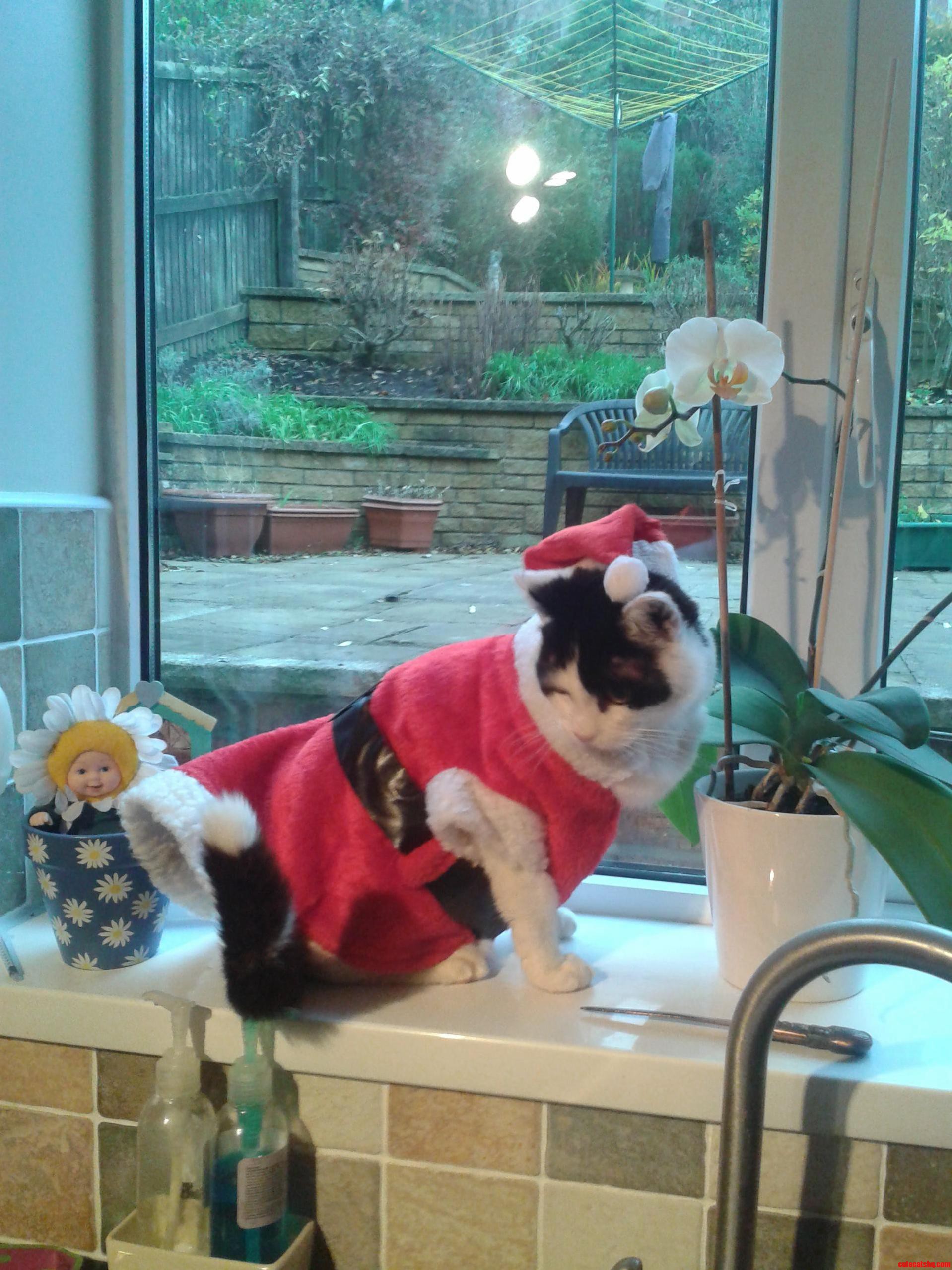 My Cat Oz All Decked Out for Christmas