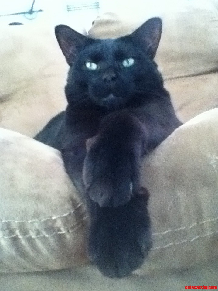 My Cat Puma Is Quite the Gentlemen .