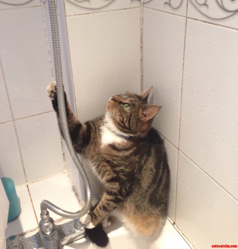 My Cat Rocky Loves to Attack the Last Droplets Out of the Shower Head