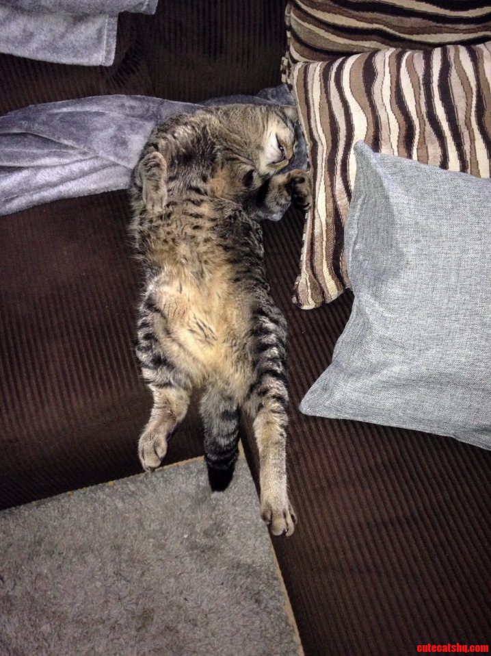 My Cat Schmendrick Is a Majestic Sleeper.