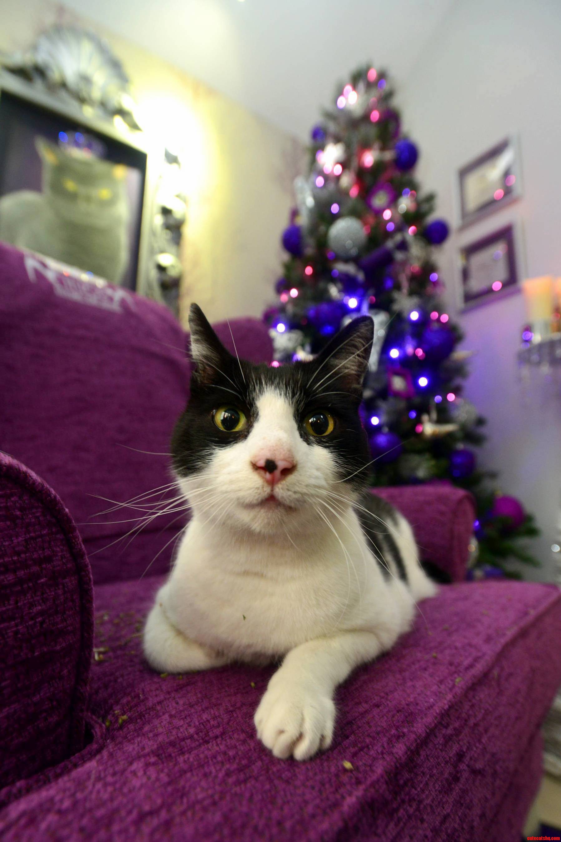 My Cat Seb