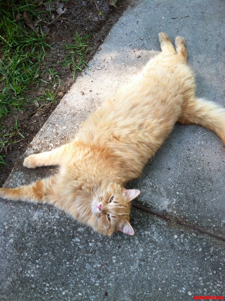 My Cat Skooge and His Fuzzy Belly
