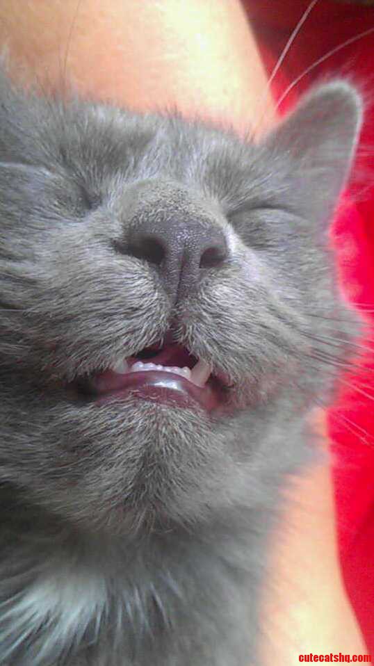My Cat Sleeps Like a Rock.