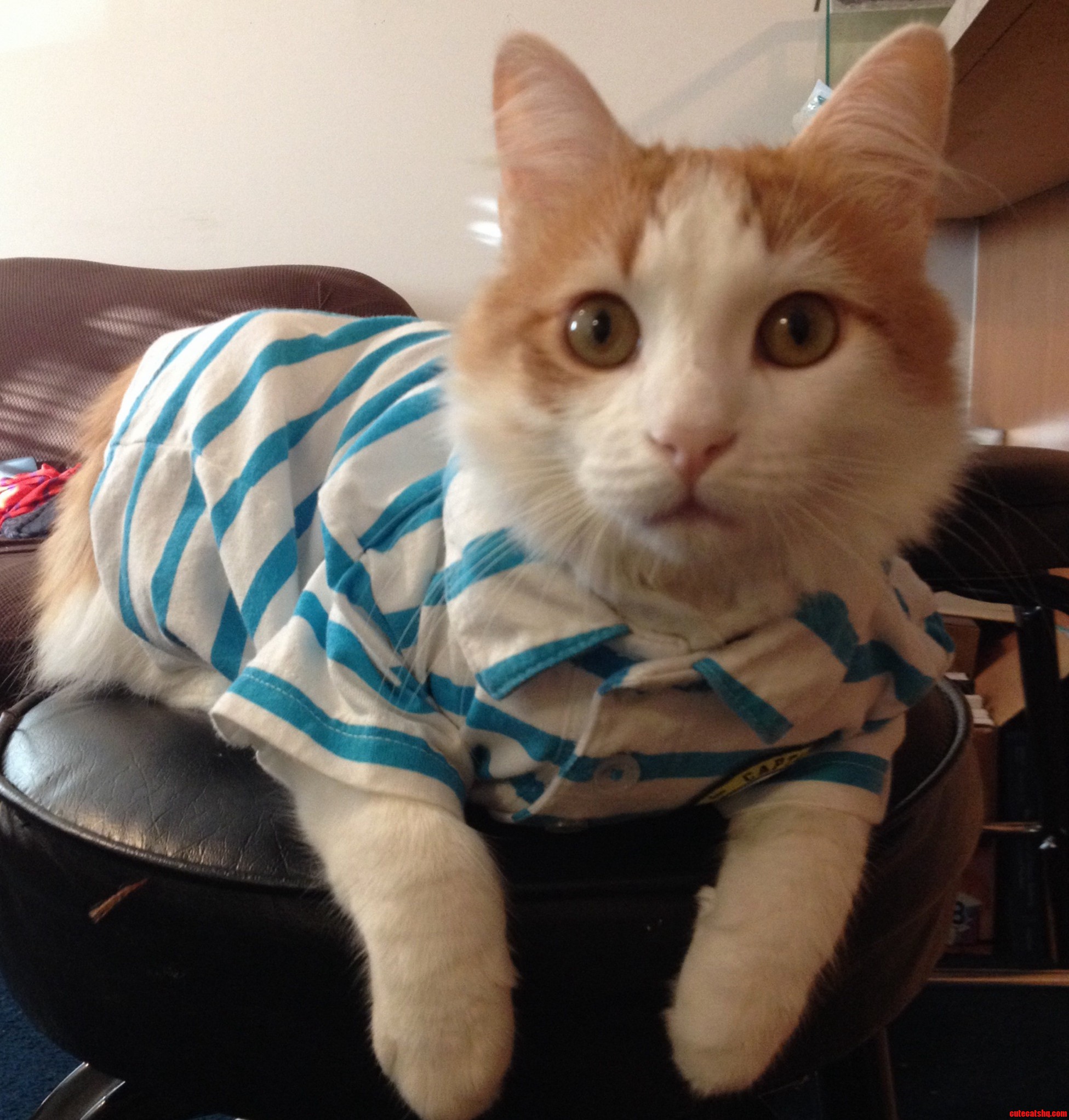 My Cat Theodore Wearing a Polo.