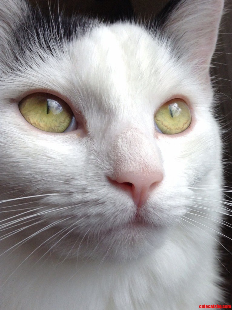 My Cat Willow