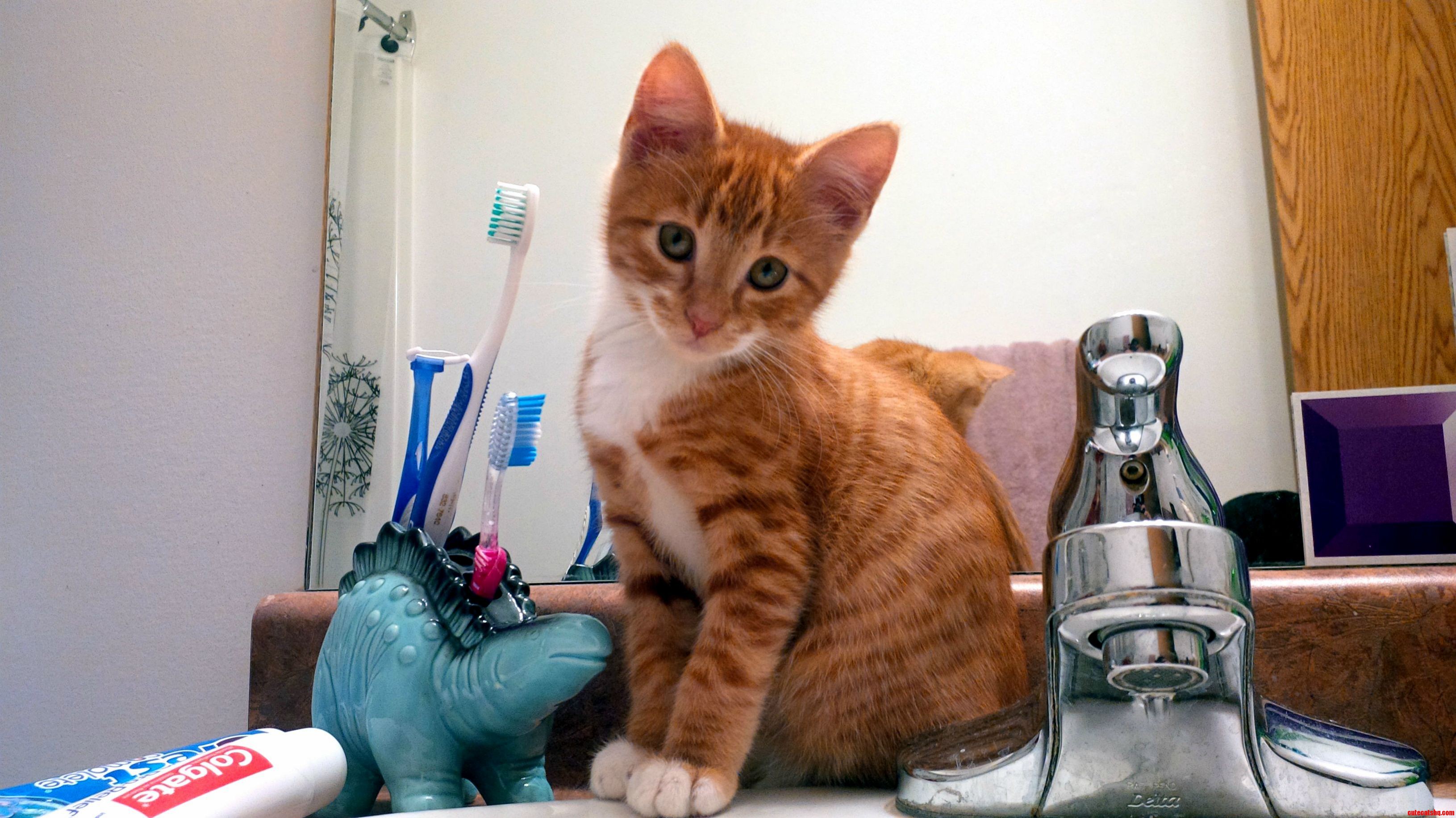 My Cat Zelda Needed a Friend So Heres Her Little Hero Link of Course