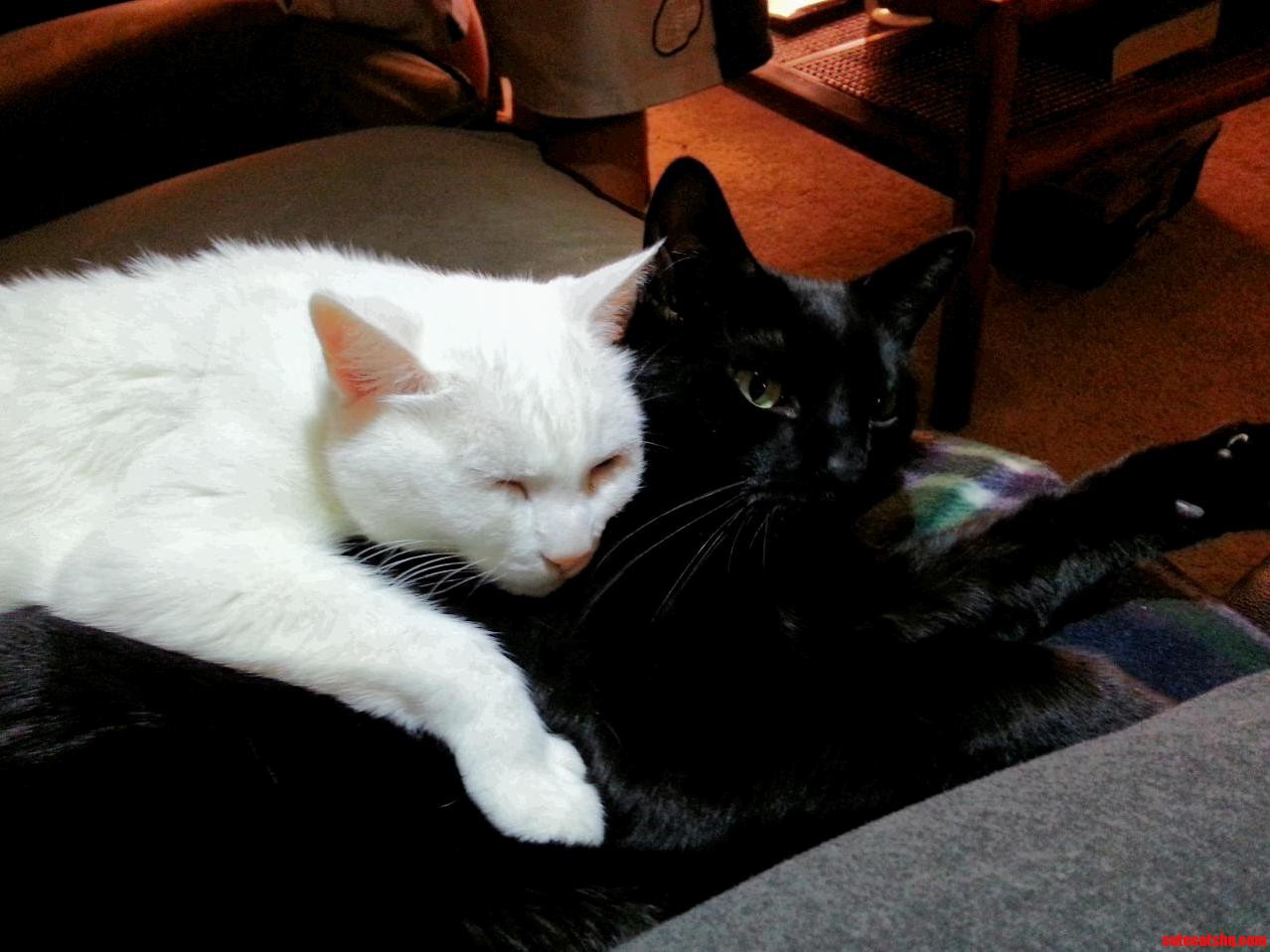 My Cats Are Spooning...