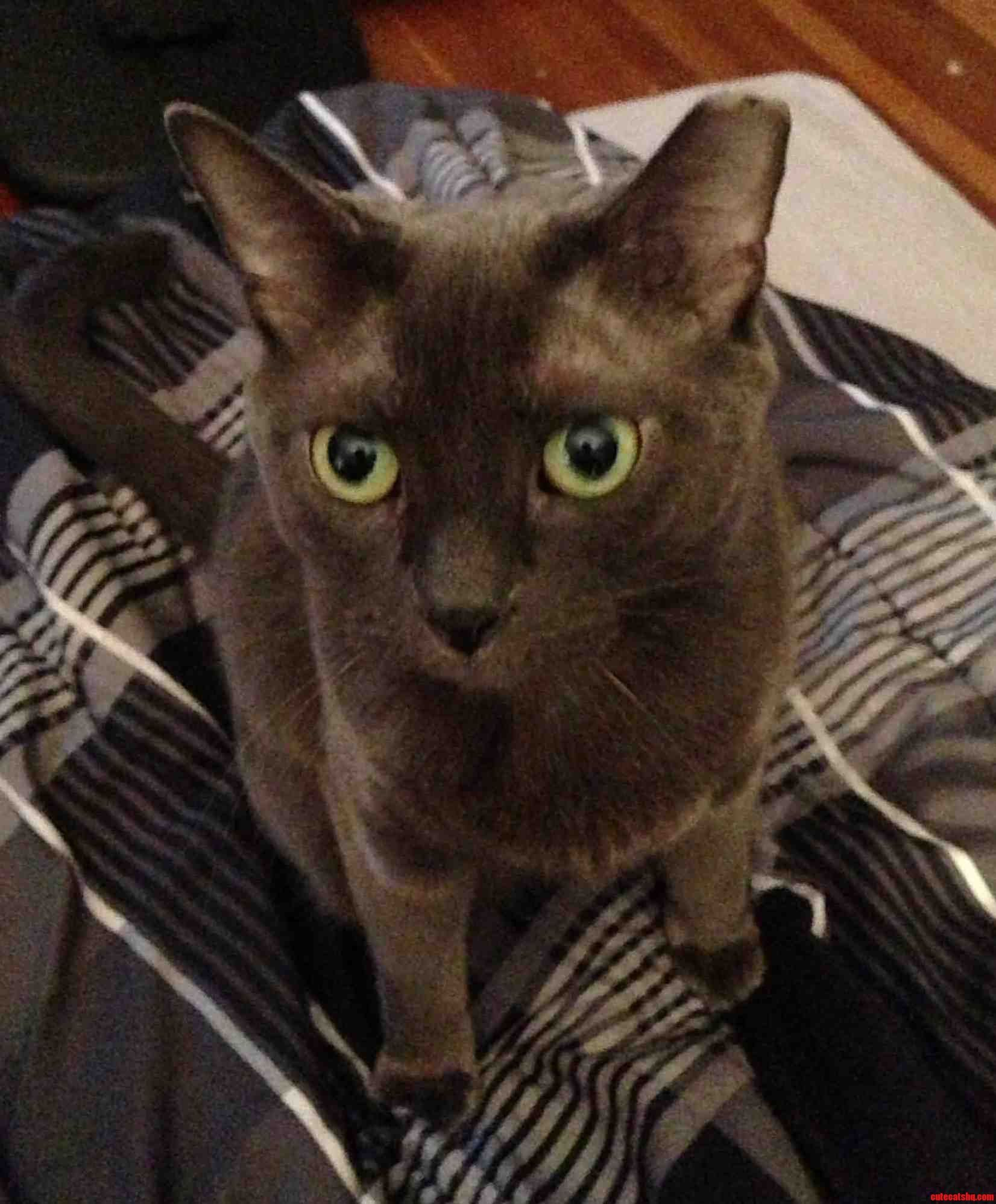 My Cats Constant Expression.