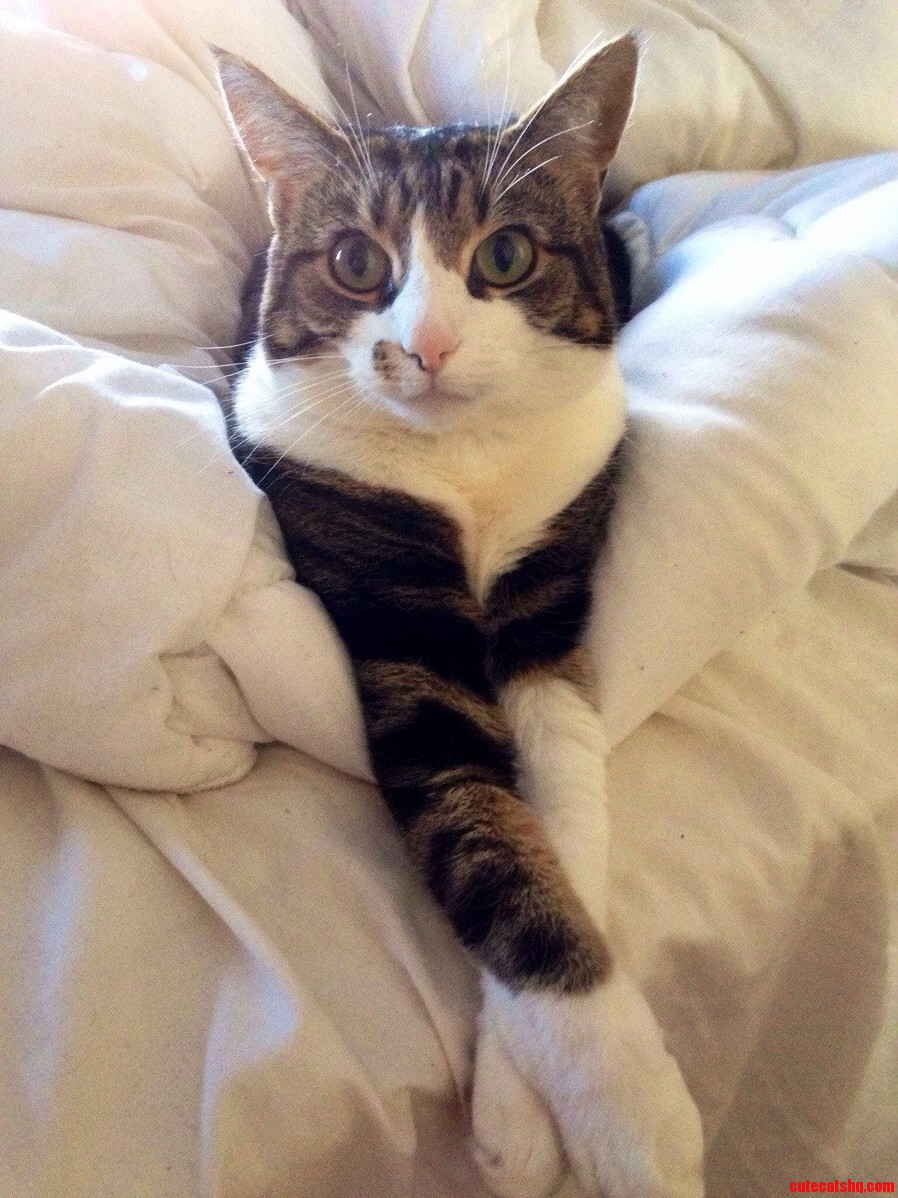 My Cats Crosses Her Legs Like a Lady