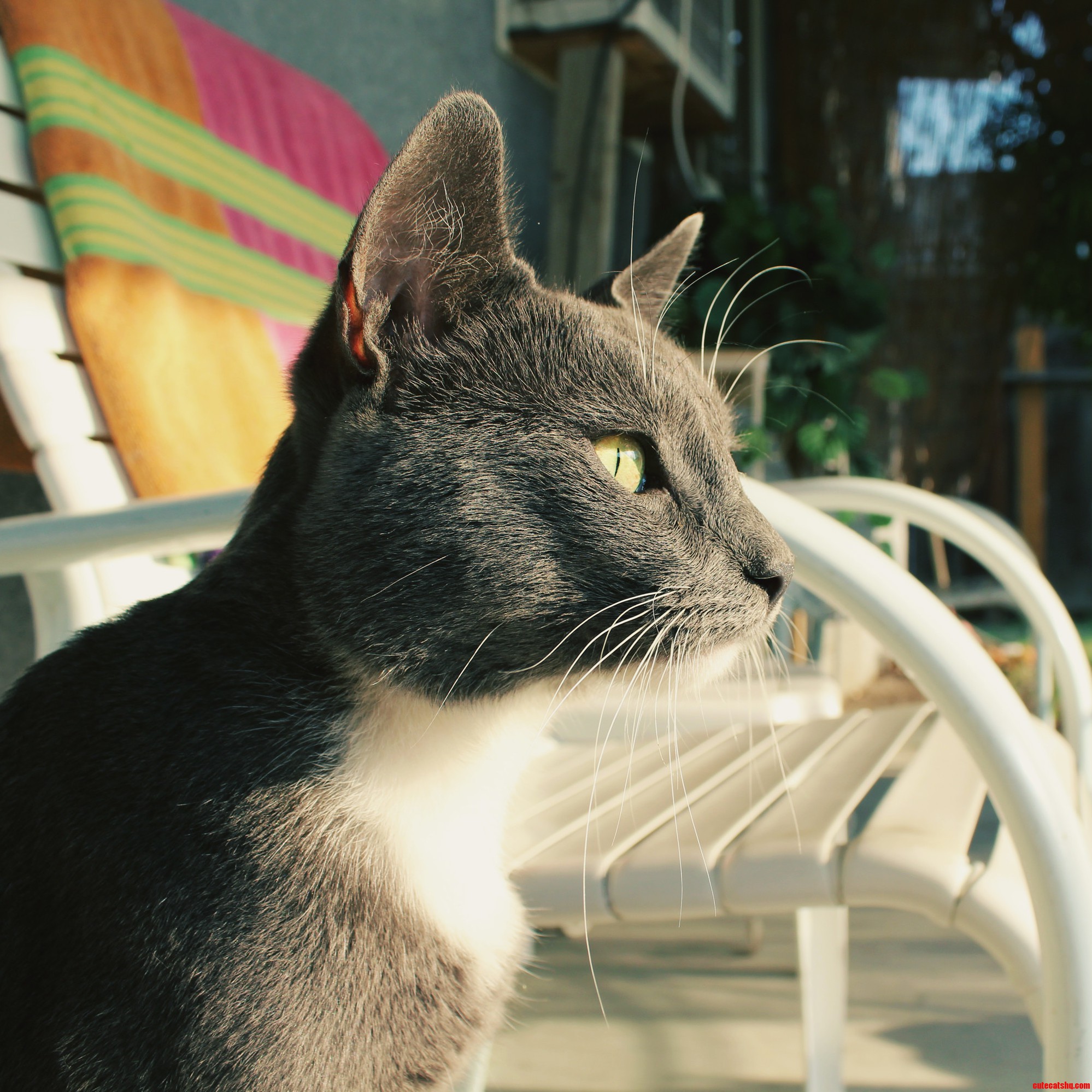 My Cats Mother Returned After Almost a Year and Will Hunt for Him. Why Would She Do That