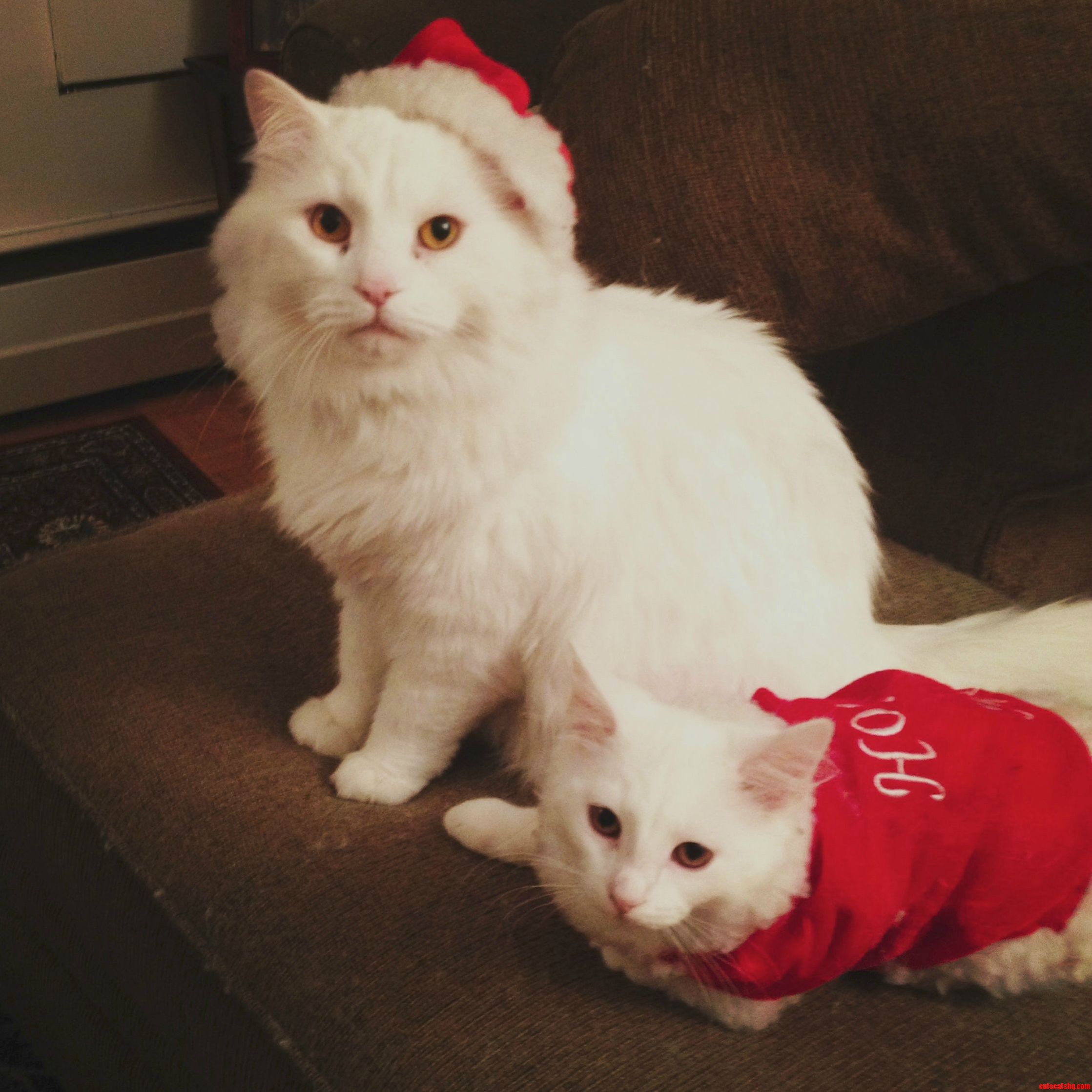My Christmas Kitties