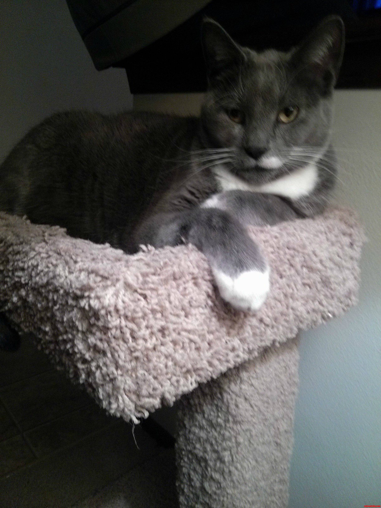 My Cousins Cat the Mob Boss.