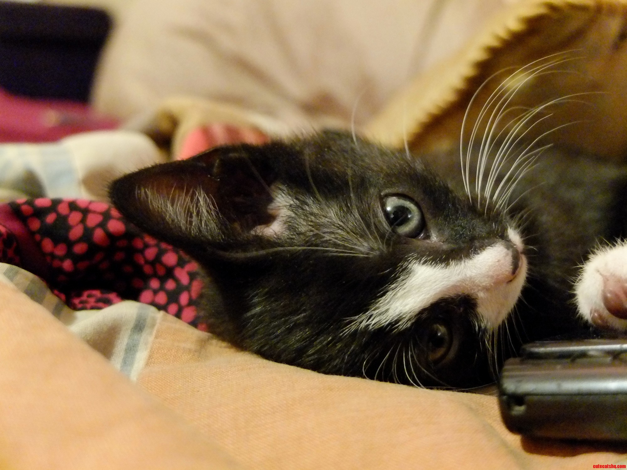 My Cute Little Rascal Ens
