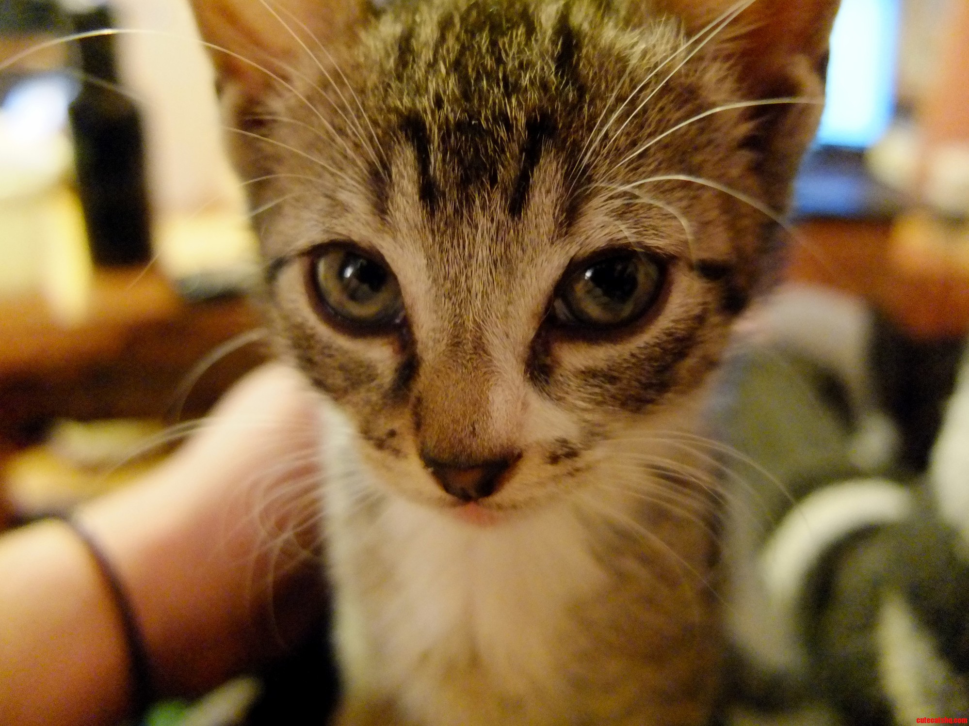 My Darling Little Princess Loki