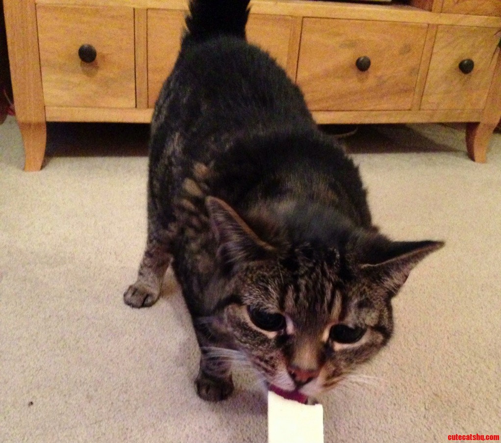 My Epileptic 17 Yo Cat Who Has Been Missing Since Friday Evening