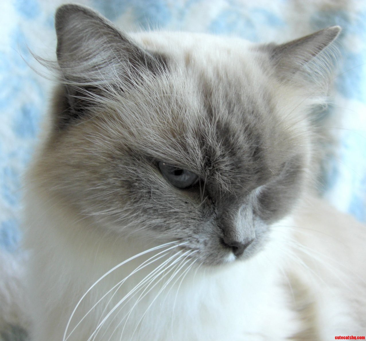 My Favourite Photo of My Cat