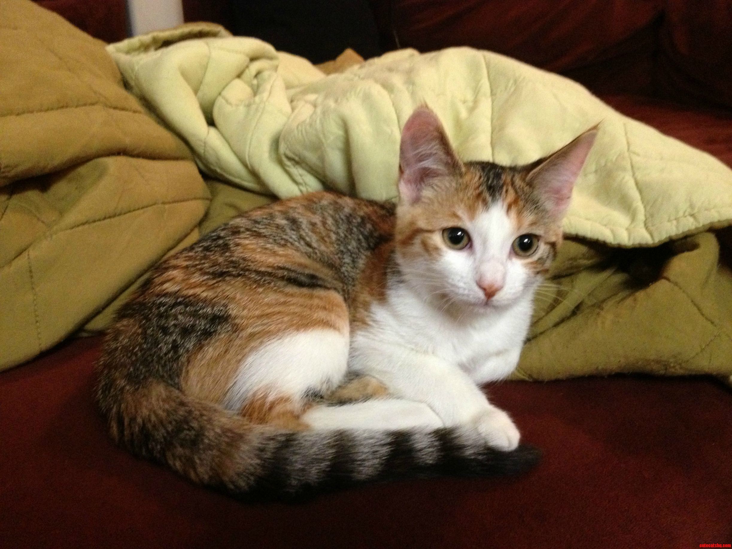 My First Cat Meet Piper.