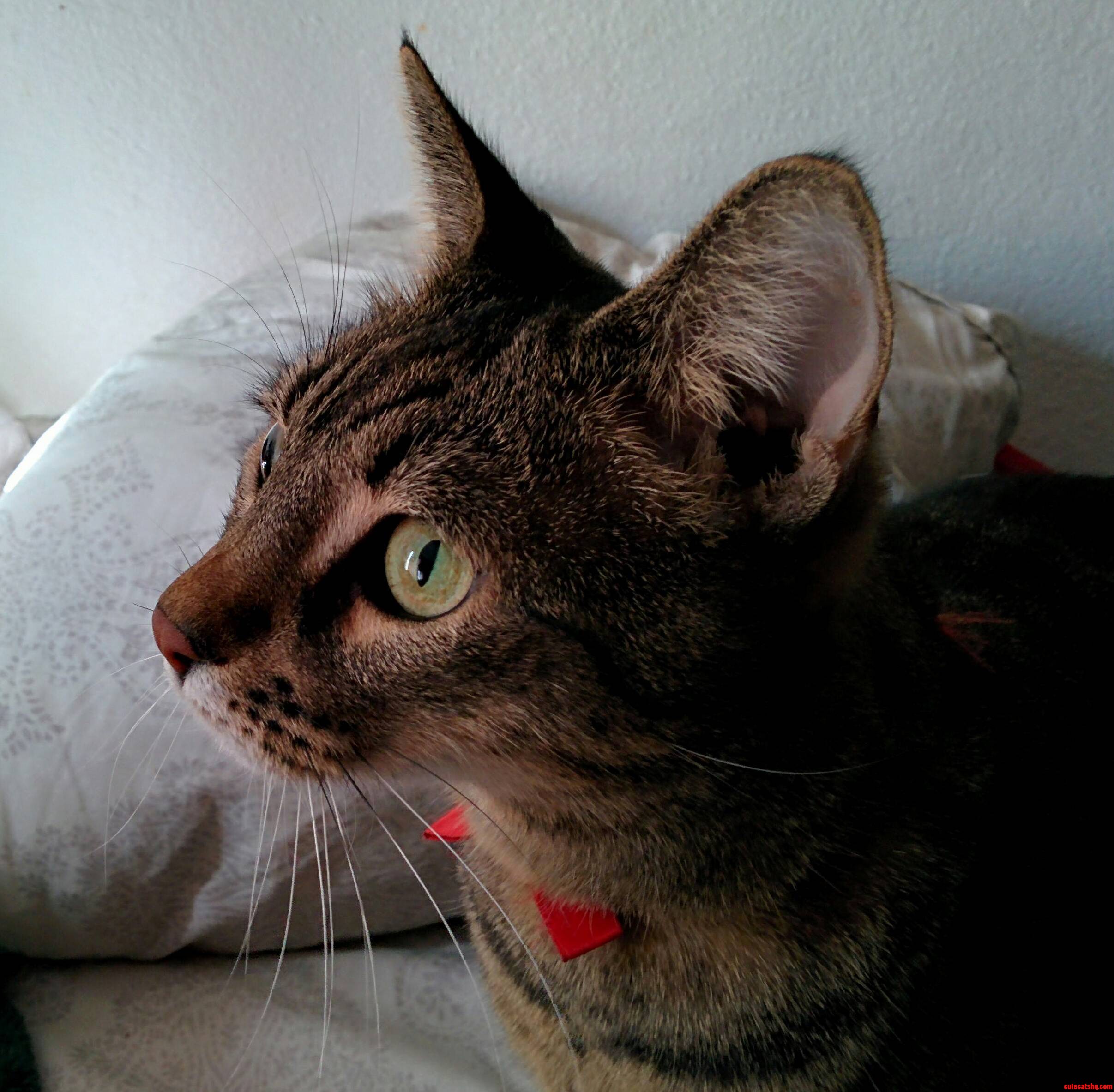 My Formerly Feral Momma Cat Tatertot