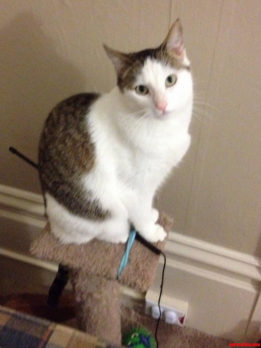 My Friend Who Owns This Cat Doesnt Know What Breed She Is...