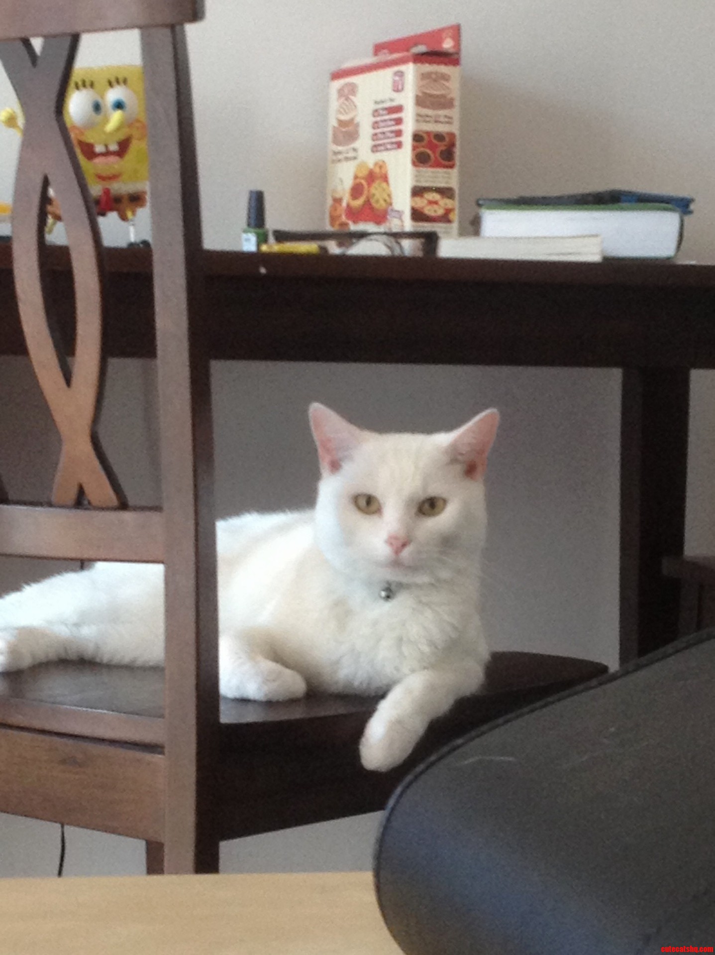 My Friends Cat Edgar Like a Sir
