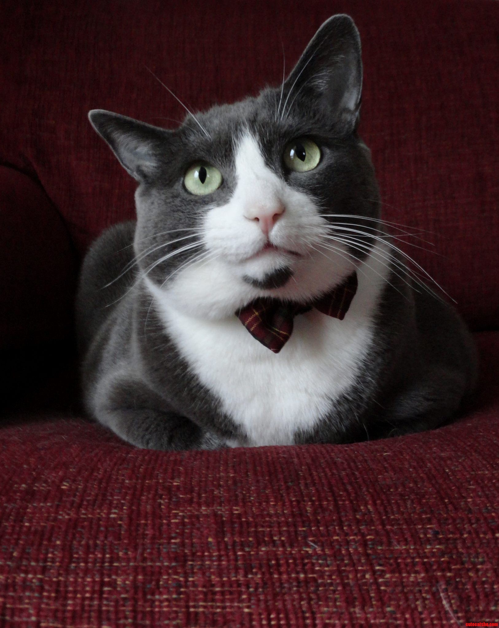 My Friends Cat Pippin Looking Quite Dapper