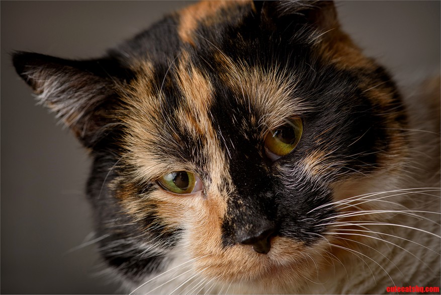 My Fuzzy Officemate Cecelia